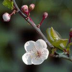Prunus cerasifera Çiçek