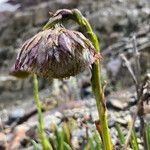 Culcitium serratifolium പുഷ്പം