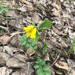 Viola pubescens Folha