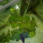 Micranthemum umbrosum Φύλλο