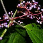 Miconia gracilis ফুল