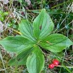 Cornus canadensis Blatt