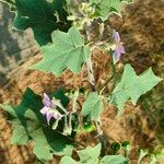 Solanum violaceum ഇല