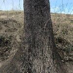 Quercus rotundifolia Bark