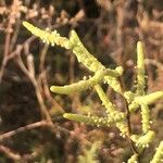 Arthrocnemum macrostachyum Likasa