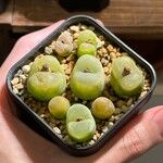 Conophytum maughanii Leaf