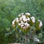 Centranthus calcitrapae Blüte