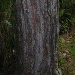 Pinus caribaea Bark