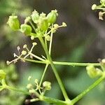 Trochiscanthes nodiflora Цветок
