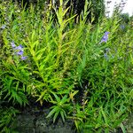 Scutellaria baicalensis Pokrój