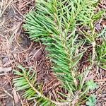 Picea koyamae Folha