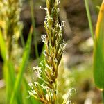 Anthoxanthum odoratum Flower