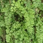 Adiantum capillus-veneris Feuille