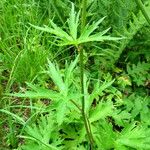 Aconitum lycoctonum Fuelha