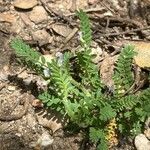 Biserrula pelecinus Leaf