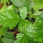 Rubus saxatilis Folha