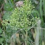 Lepidium draba Natur