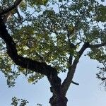 Ceiba chodatii Habit