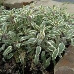 Salvia officinalis Συνήθη χαρακτηριστικά