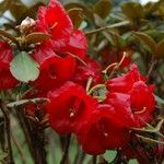 Rhododendron haematodes Fiore