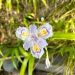 Iris japonicaΛουλούδι