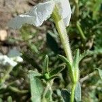 Petunia axillaris Flower
