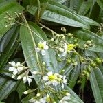 Miconia bicolor برگ