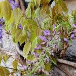 Wisteria floribunda ᱥᱟᱠᱟᱢ