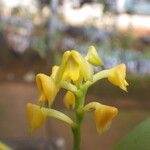 Polystachya pyramidalis Flower
