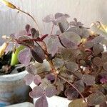 Oxalis spiralis Frunză