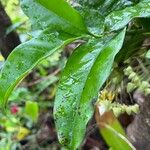 Hoya multiflora Leaf