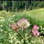 Astrantia major Flower