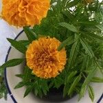 Tagetes erecta花