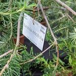 Banksia ericifolia Άλλα