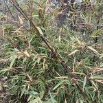 Phyllostachys nigra List