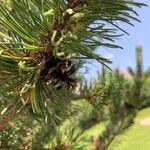 Pinus uncinata Fruit