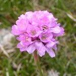 Armeria alpina Other