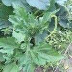 Tithonia tubaeformis Blatt