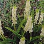 Eucomis zambesiaca Yeri