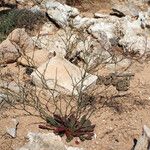 Limonium companyonis Libunga