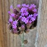 Verbena bonariensisBlomst