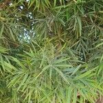 Podocarpus falcatus 葉