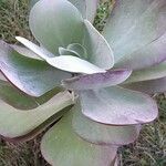 Kalanchoe tetraphylla Leaf