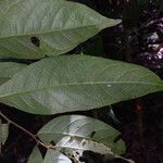Licania sprucei Leaf
