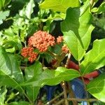 Leea guineensis Flower