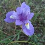 Moraea sisyrinchium Flor