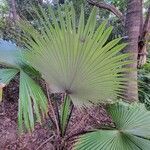 Kerriodoxa elegans Hoja