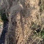 Elymus canadensis Leaf