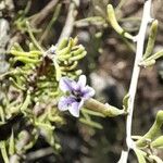 Lycium elongatum Flor