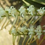 Cyrtorchis ringens Flower